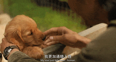 如何给狗狗取名字我的世界 00380376097f47ff8670f2cbb2323d50.gif