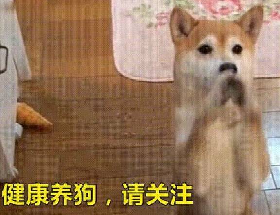 因为不养“哈士奇”的人，根本不知道这“5大好处”！