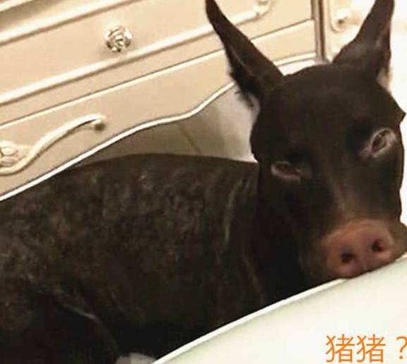 摩托车狗子坐摩托车后座，姿势撩人，网友：不管走到哪，你都是焦点~