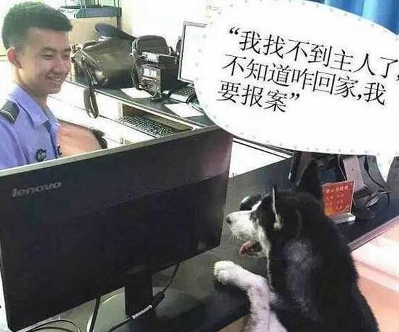 因为不养“哈士奇”的人，根本不知道这“5大好处”！