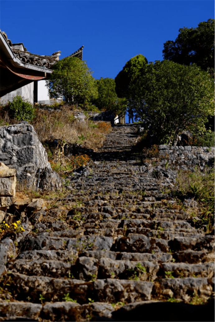 果树|寻花台仙山 观高黎贡山雾海