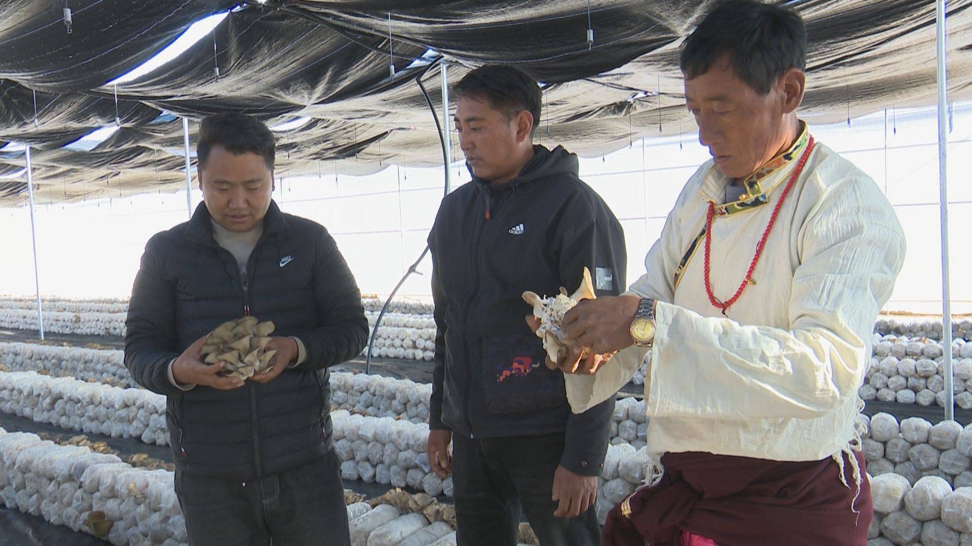 巴塘县小蘑菇大产业铺就乡村振兴路