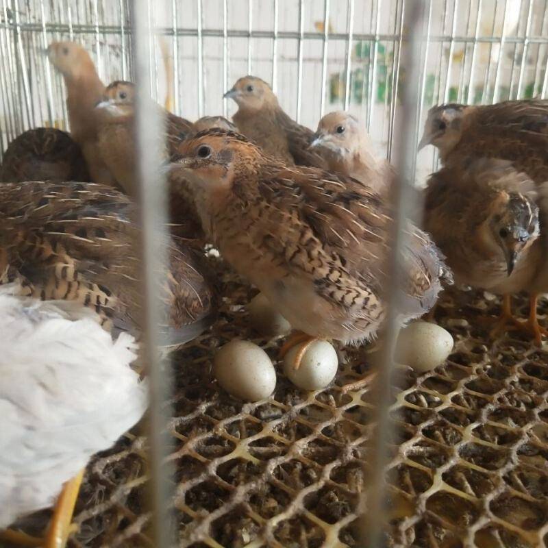 客廳魚缸裡就能養的寵物雞,一年產蛋300個,網友:雞蛋撿到手軟_蘆丁雞