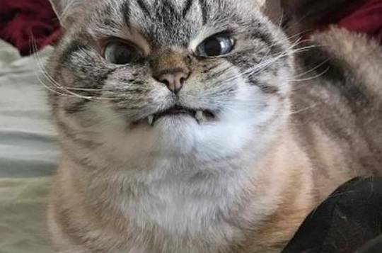 可以咬猫的脸吗 e65fe9640a424167b11e5e09a2591715.jpeg