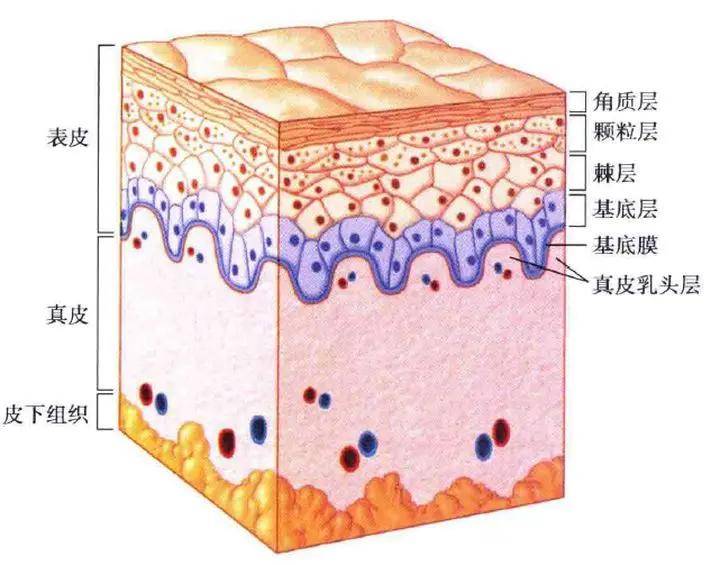 什么审美医师做什么的