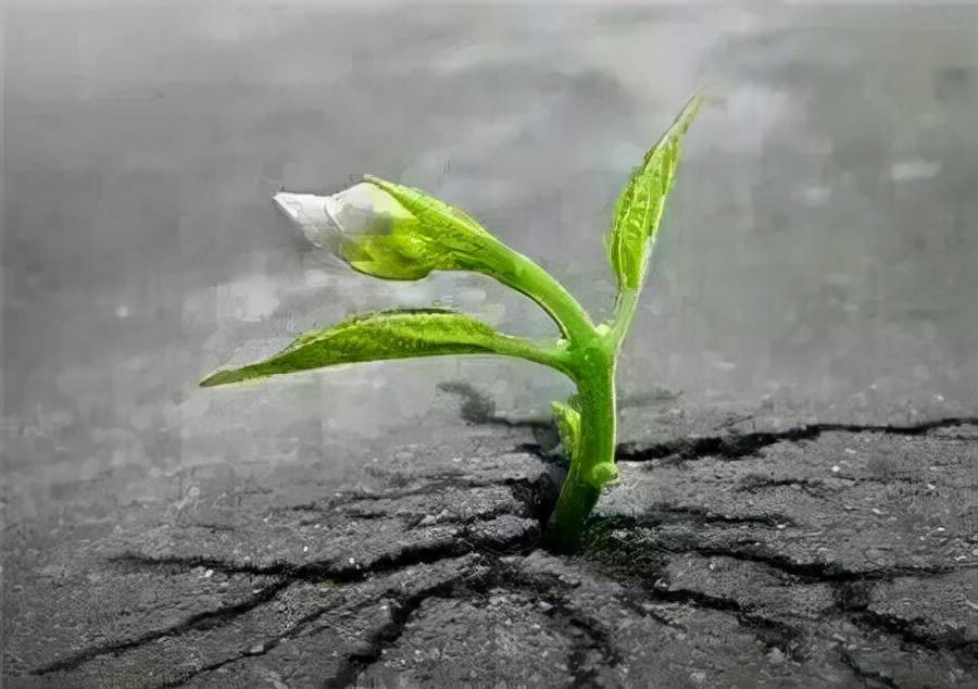 梦见亲人去世火化时变成活树,生命循环与心灵治愈的梦境解析 梦见亲人去世火化时变成活树,生命循环与心灵治愈的梦境解析