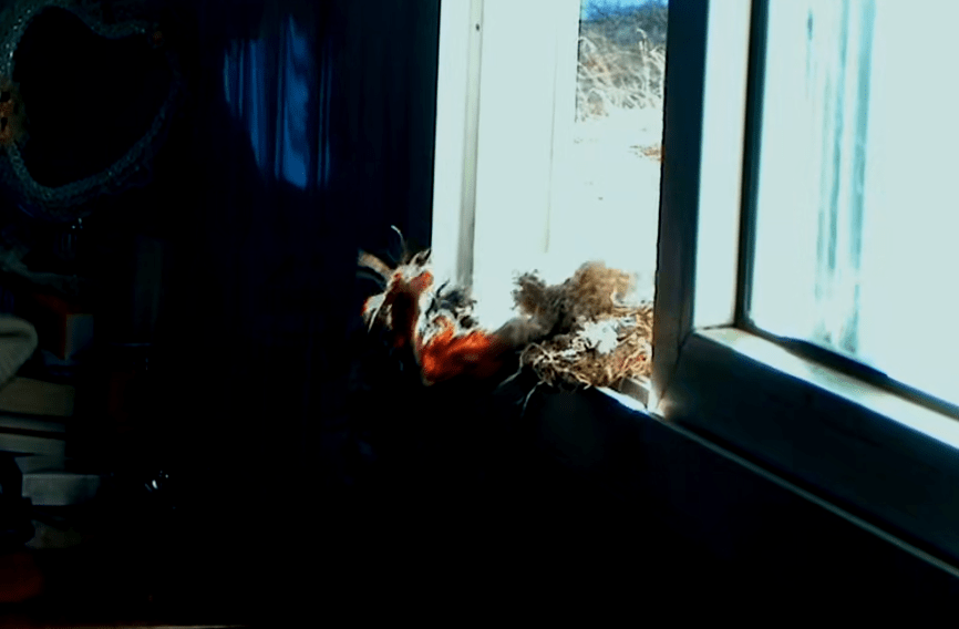 2010年,一位成都女孩把一匹狼当儿子带回家,10年后在草原再相认