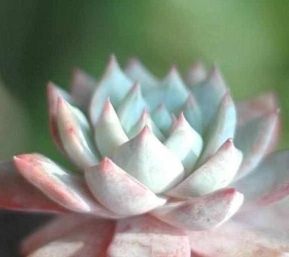 多肉怎样才可以缀化 343863c1a42545a1b58365359f463c06.jpeg