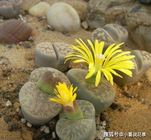 多肉小花盆高颜值 71c8b6c417c449c6b6766b0a9f7d192c.jpeg