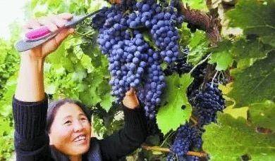 因为|煤老板砸6亿在戈壁种葡萄建酒庄，被笑人傻钱多，最终获国际金奖！