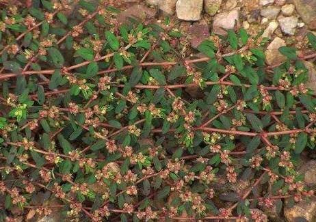 地锦草功效与作用图片 d5e35f15f9744369b63d38706a320ee1.jpeg