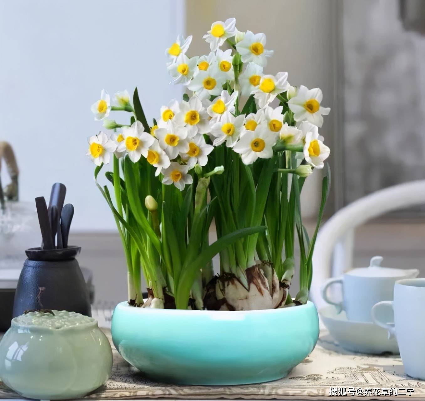 适合家里养的花大全 0c5bcdf6f6054c688f9a1adaf406ed66.jpeg