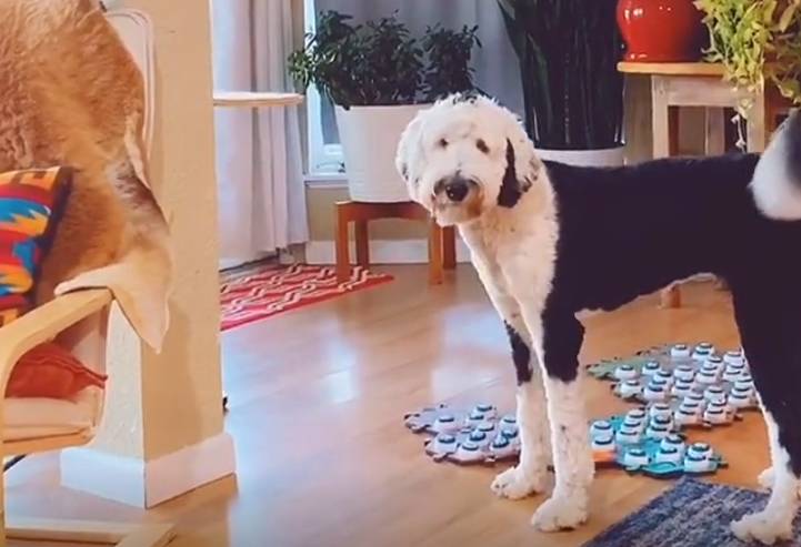 什么是舔狗网络语 1c30bb0bf9104986be3d3f628e1ada6d.jpeg