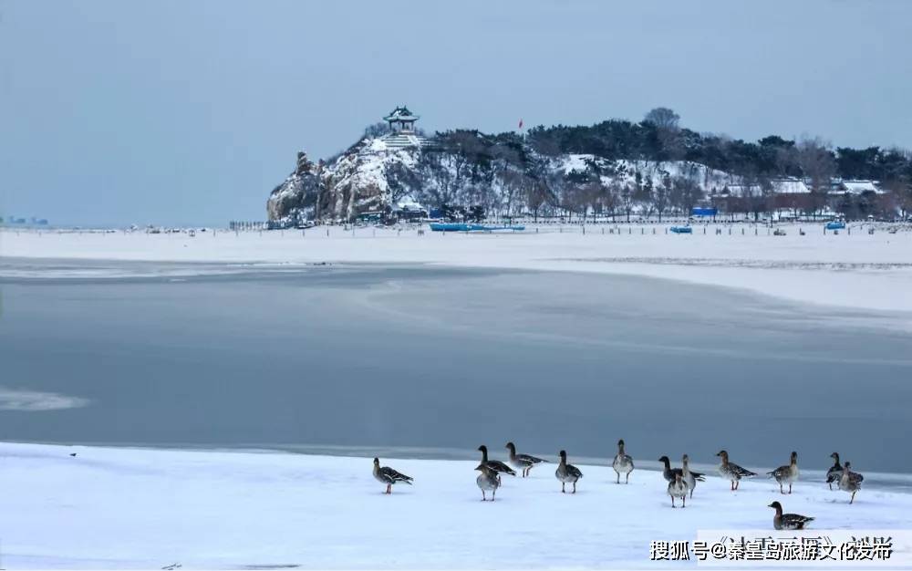 海冰|秦皇岛季节限定美景即将上线！冰海奇观先睹为快~