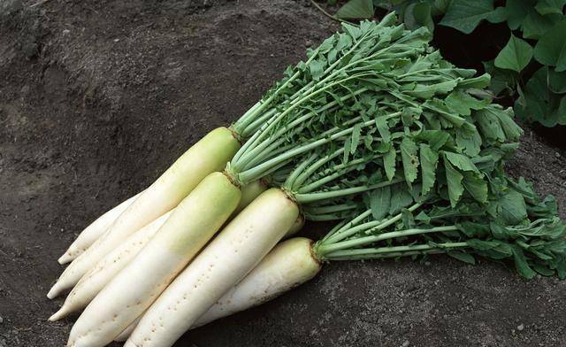 现在能种小萝卜吗 78190b6fdd964672a295ce2386db6075.jpeg