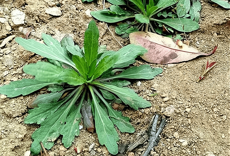 近些年来,随着大家对于野草野菜认知的改变,再加上生活水平的逐渐提高