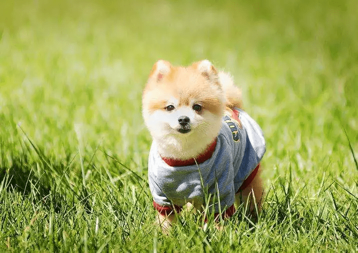 正餐|请正确给你的宠物喂零食