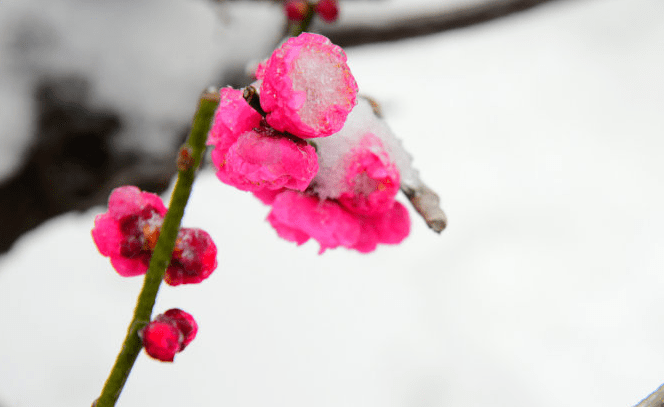 与梅并作十分春,十二首雪梅的诗词,看雪中绽放的梅花,傲霜斗雪_滕六