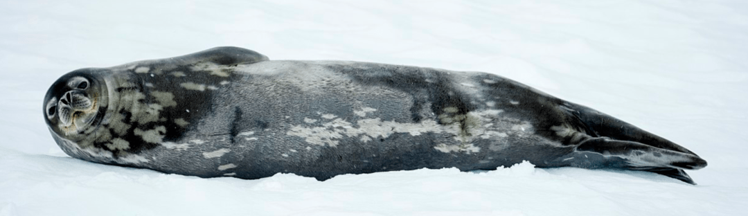 Jeff Dean长文展望：2021年之后，机器学习领域的五大潜力趋势