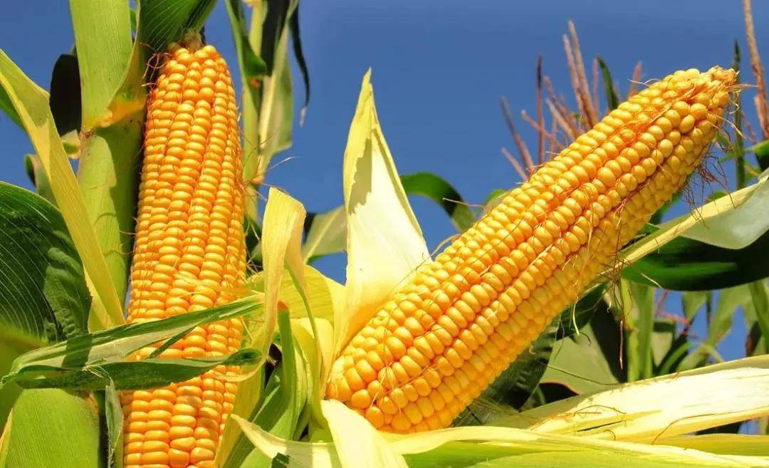 忠告|脑梗多是吃出来的，医生忠告：早餐少吃这2样，太伤血管了