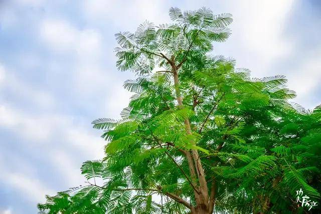 高大的鳳凰花樹影婆娑超多狗尾巴草,隨風搖曳▼親水平臺,彷彿懸浮在