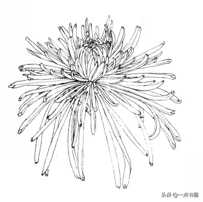 清人菊谱册12开 真漂亮 盘状花 舌状花 外轮 全网搜