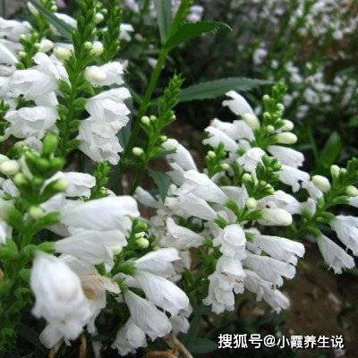这5个生日尾数的孩子 8000个人中才一个 不是皇帝 就是将军 农历 山高 事业