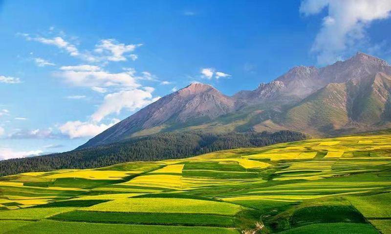 青海门源油菜花田风景恢宏大气短途旅行的好去处