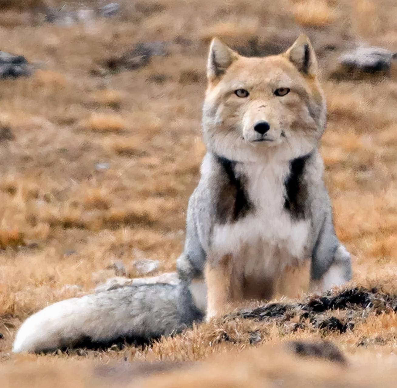 啥是黄金貂 719d99b950be4dc7b211eed08a8099ff.jpeg