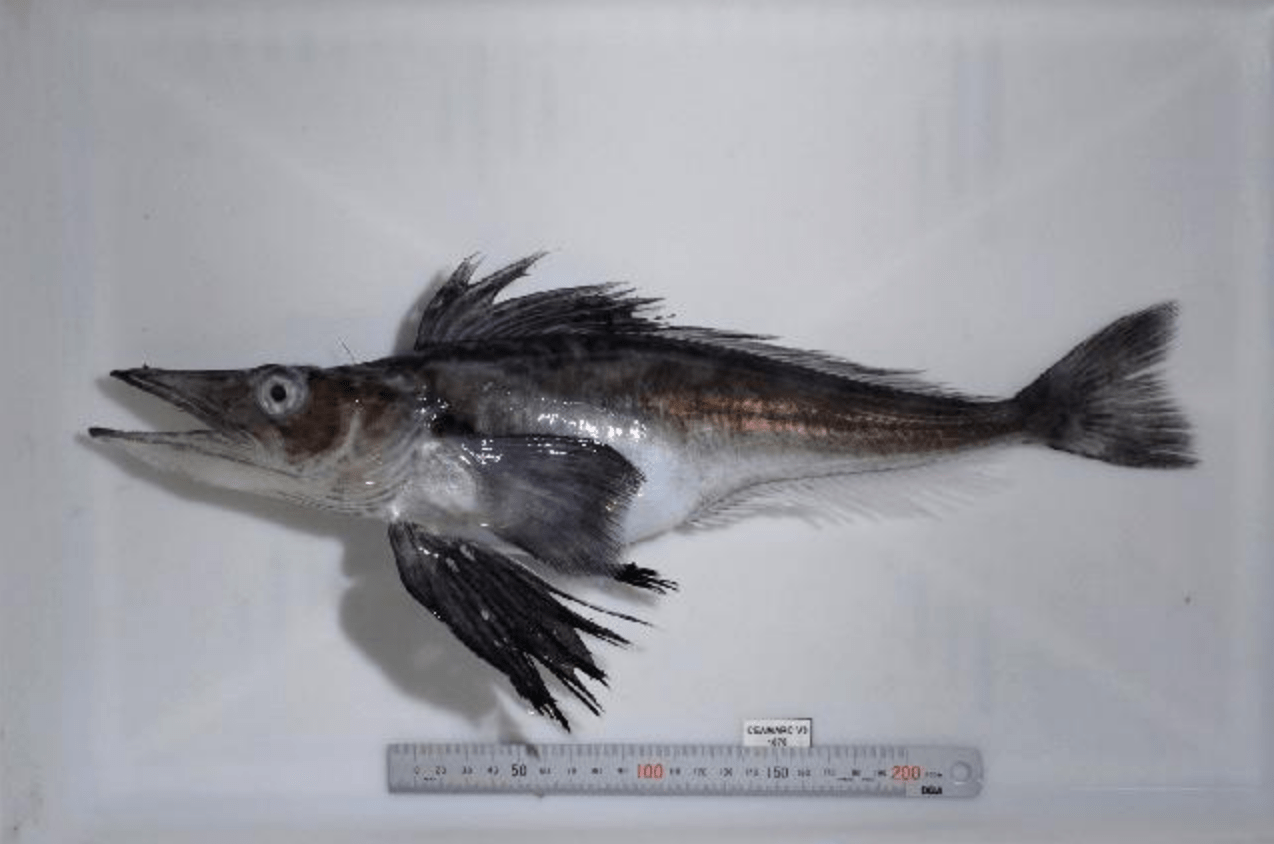 法国银鳕鱼切片500g宝宝辅食整条南极犬牙鱼中段原切-阿里巴巴