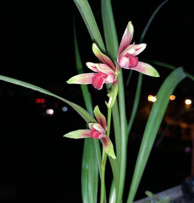 这款兰花 花期长 气质高洁 花姿优雅 香气醇正 具有观赏价值 国魂 种植 开花