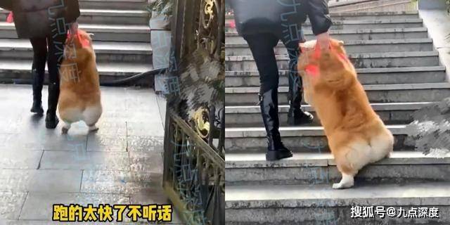 宠物柯基不听话，女子生气拎着走，上楼梯姿势走红，网友：这是只猪吧