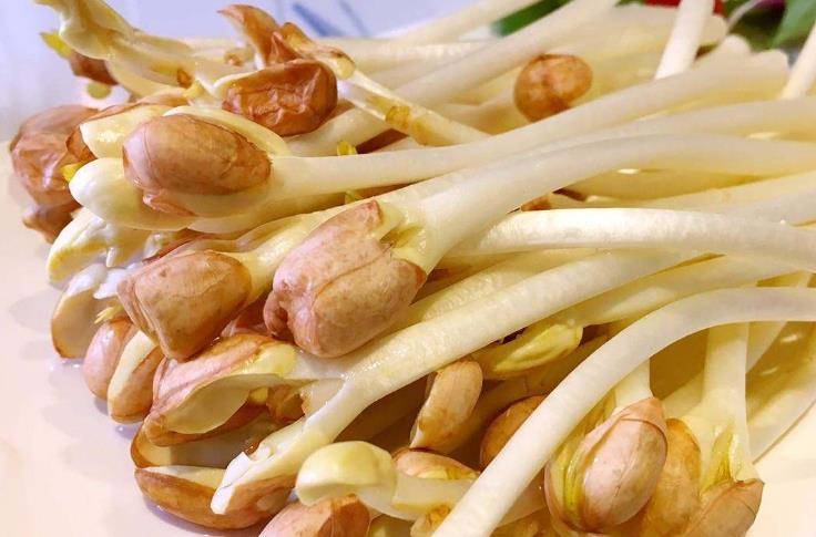 人体|花生芽有多少人吃过,别小看它,它的营养价值不亚于花生本身哦!