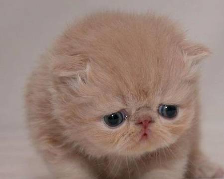 各个年龄段的猫 cd4dcb12c51c4843aa20aa1e85e586d3.jpeg