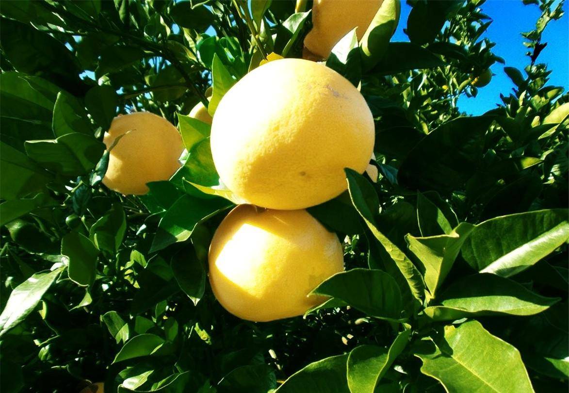 如何挑选文旦 10c63d5f831a4863a6b4174620ee816d.jpeg