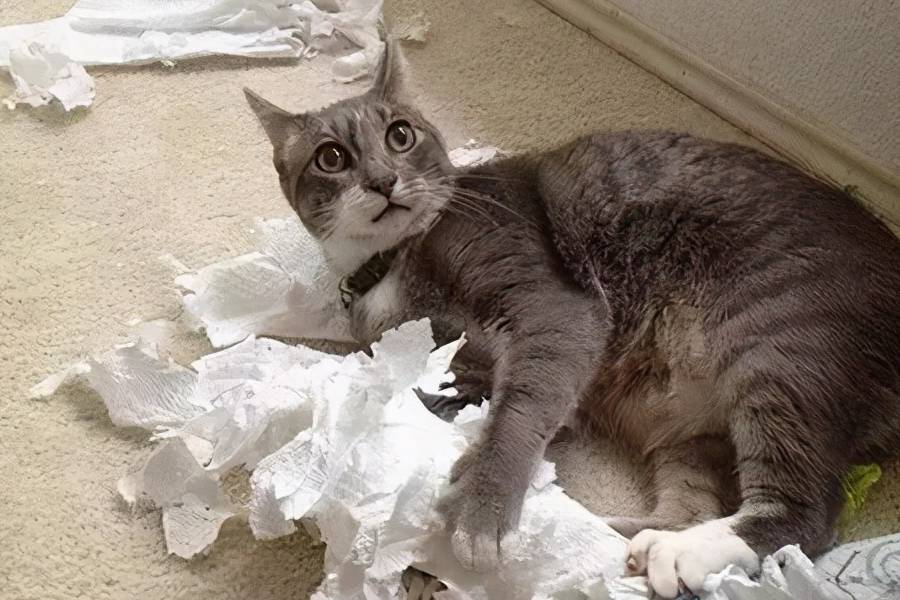 因为室内养猫要注意什么你知道吗？你家猫咪在散养吗？