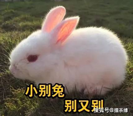 霸王别姬的别是别龙马的别吗