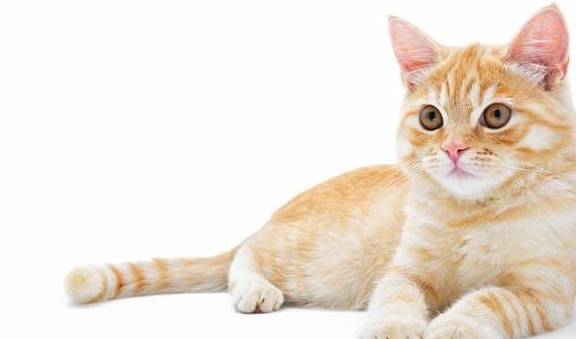 因为室内养猫要注意什么你知道吗？你家猫咪在散养吗？