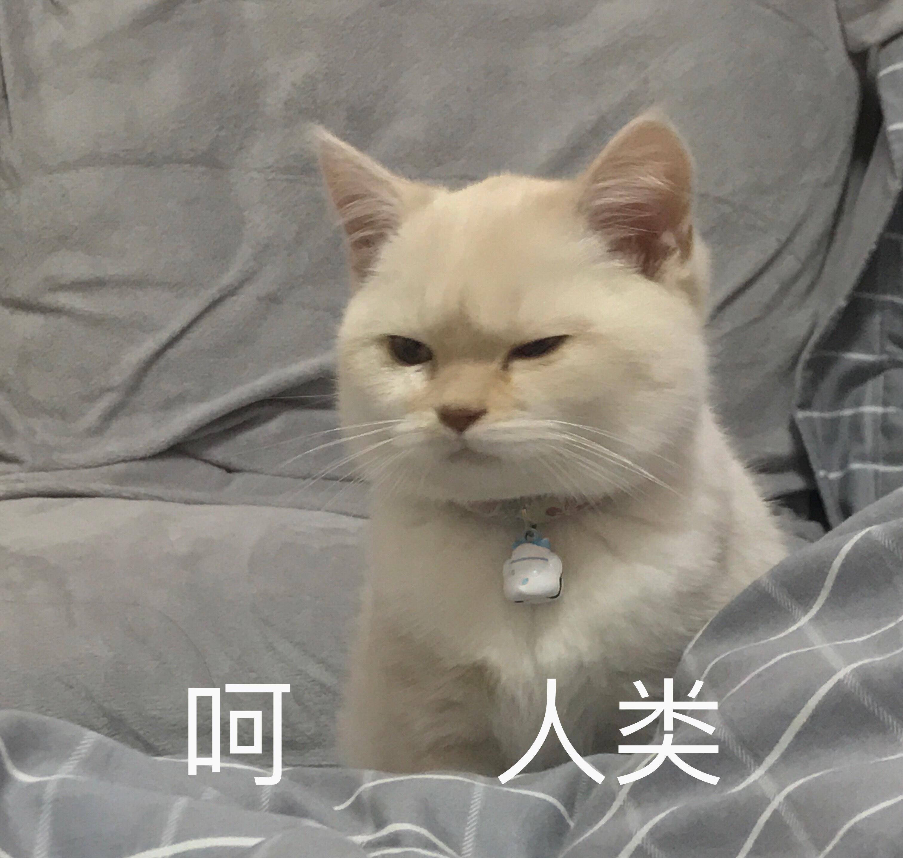 智商公认最“通人性”的猫咪，每一只都带有灵性，让主人骄傲