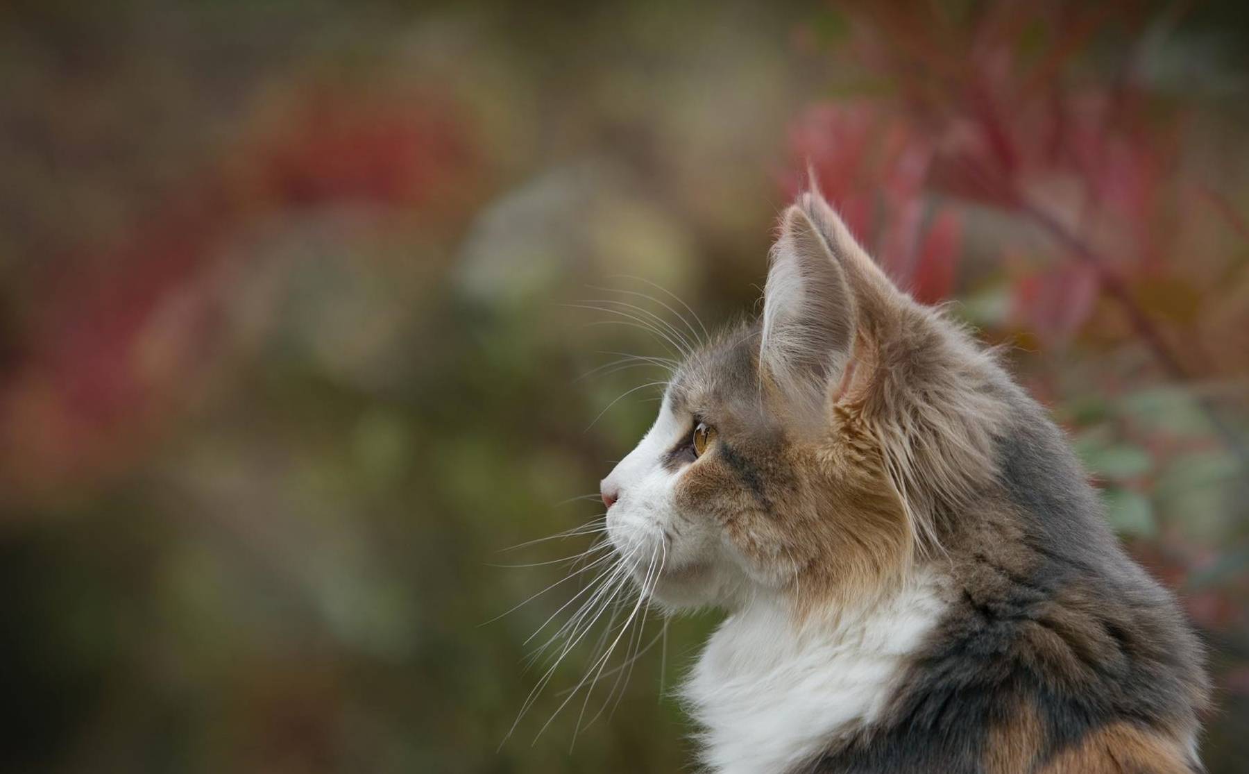 猫咪|新手特别要注意，为了猫咪的健康，千万不要这样喂食！