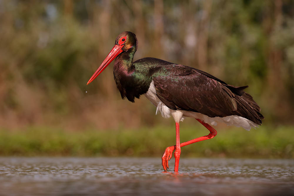 湖南岳阳发现大量黑老鹳眼尖嘴利体型硕大疯狂进入水里捕鱼