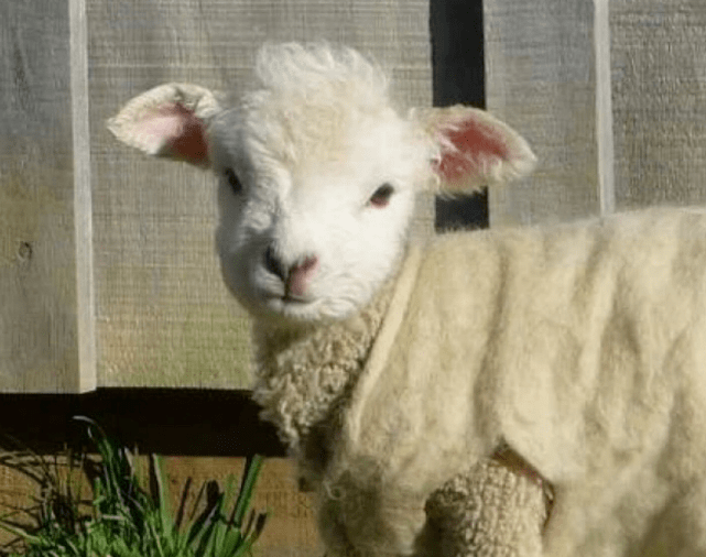 啥也不会的小羊 38e79fac35664ed0a33649dde61b9cd1.png