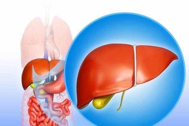 如何拥有健康的肠道 0a60a8ad80fe47ada628c3764707bd1c.jpeg