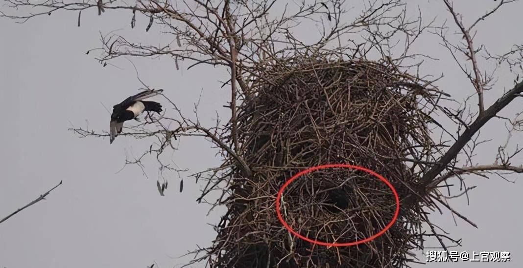 枯什么朽株成语_成语故事简笔画(4)