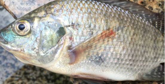 水产养殖秋老虎还需警惕罗非鱼链球菌病