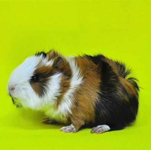 它跟仓鼠一样都属于鼠类,不过体型要比仓鼠大_宠物_豚鼠_医生