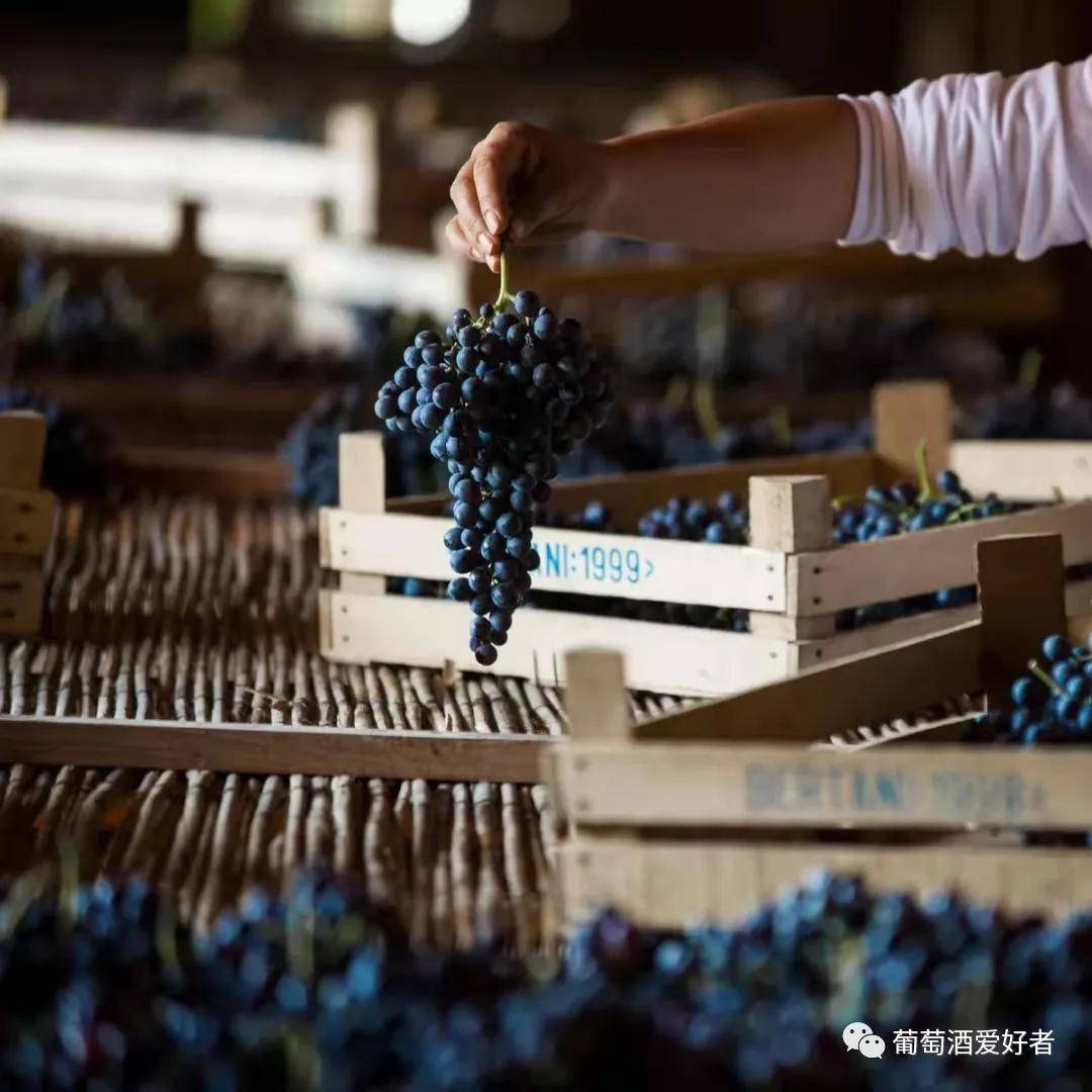 酒庄|意大利液体黄金是如何诞生的？这家酒庄谱写了重要的一笔