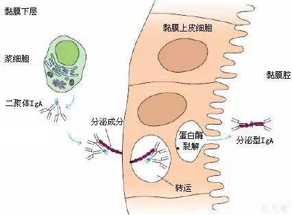 分子量约为75ku;(3)以共价形式结合到iga分子,并一起被分泌到粘膜表面