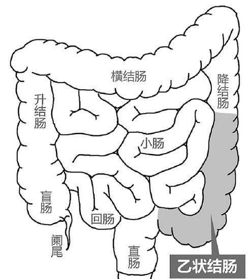 结肠的部位图图片