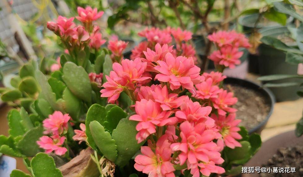 什么时间种植朱顶红最好 ab651ee28e0747e9b7a7762cbd042537.jpeg